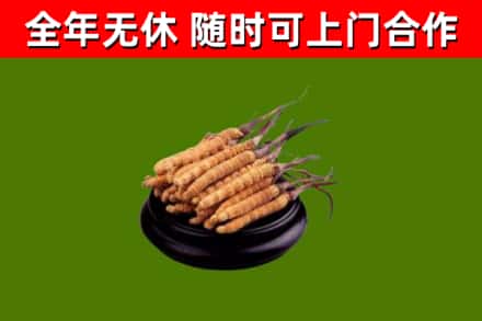 同仁市回收散虫草